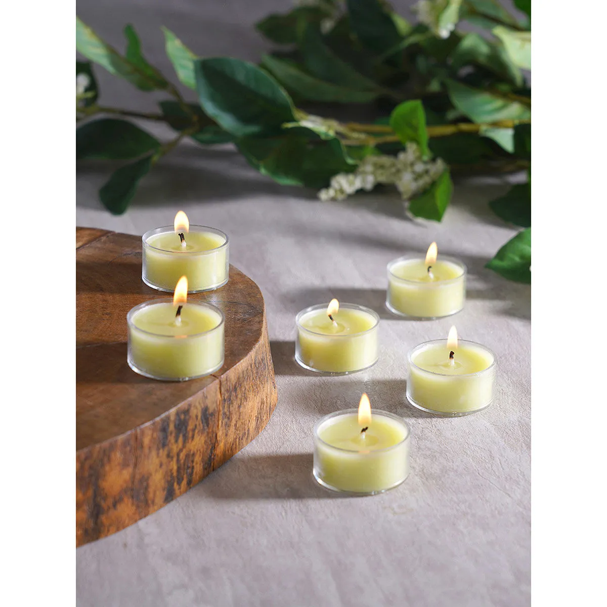 Pure Home + Living Summar Pista Green T-Light Candles (Pack of 24)